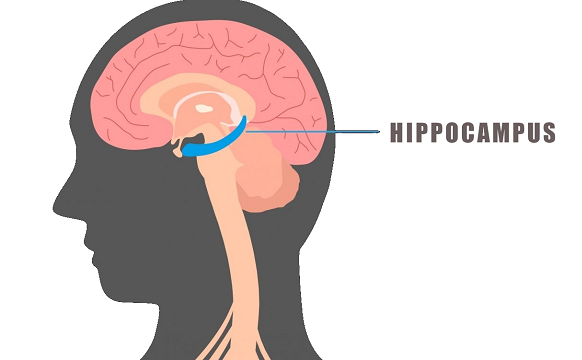 The Hippocampus